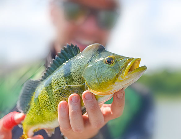 Pesca Esportiva